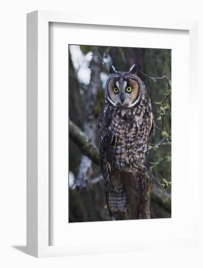 Long-eared Owl-Ken Archer-Framed Photographic Print