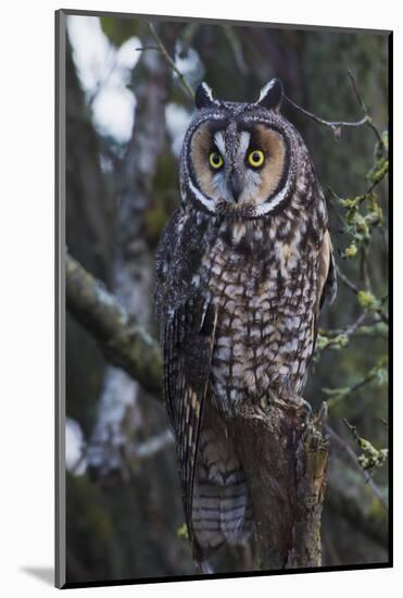 Long-eared Owl-Ken Archer-Mounted Photographic Print