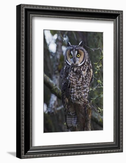 Long-eared Owl-Ken Archer-Framed Photographic Print