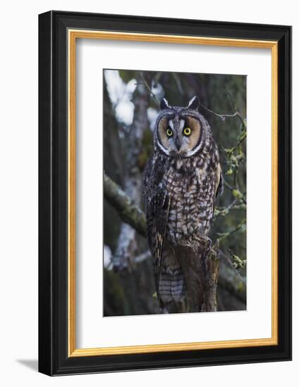 Long-eared Owl-Ken Archer-Framed Photographic Print