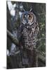 Long-eared Owl-Ken Archer-Mounted Premium Photographic Print