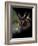 Long Eared Owl-Art Wolfe-Framed Photographic Print