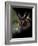 Long Eared Owl-Art Wolfe-Framed Photographic Print