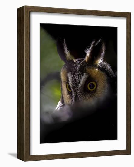 Long Eared Owl-Art Wolfe-Framed Photographic Print