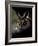 Long Eared Owl-Art Wolfe-Framed Photographic Print