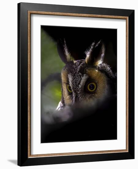 Long Eared Owl-Art Wolfe-Framed Photographic Print