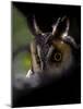 Long Eared Owl-Art Wolfe-Mounted Photographic Print