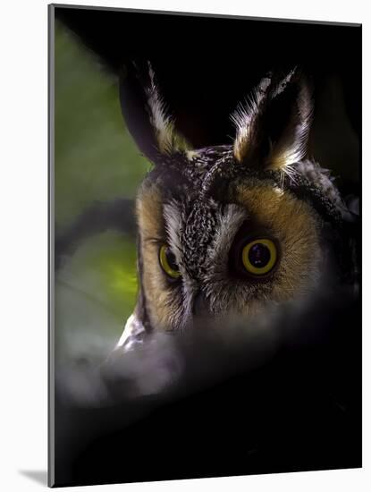 Long Eared Owl-Art Wolfe-Mounted Photographic Print