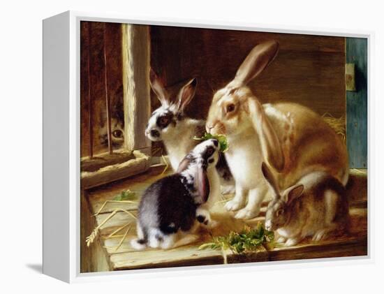 Long-Eared Rabbits in a Cage, Watched by a Cat-Horatio Henry Couldery-Framed Premier Image Canvas