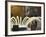 Long Exposure on Fountain, Charleston, South Carolina, USA-Adam Jones-Framed Photographic Print