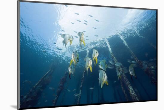 Long Fin Bat Fish under Aborek Jetty, Platax Teira, Raja Ampat, West Papua, Indonesia-Reinhard Dirscherl-Mounted Photographic Print