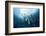 Long Fin Bat Fish under Aborek Jetty, Platax Teira, Raja Ampat, West Papua, Indonesia-Reinhard Dirscherl-Framed Photographic Print