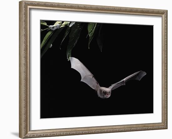 Long Fingered Bat in Flight (Myotis Capaccinii) Europe-null-Framed Photographic Print