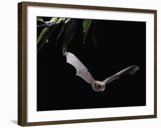 Long Fingered Bat in Flight (Myotis Capaccinii) Europe-null-Framed Photographic Print