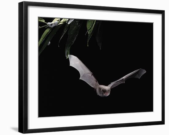 Long Fingered Bat in Flight (Myotis Capaccinii) Europe-null-Framed Photographic Print