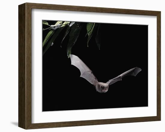 Long Fingered Bat in Flight (Myotis Capaccinii) Europe-null-Framed Photographic Print