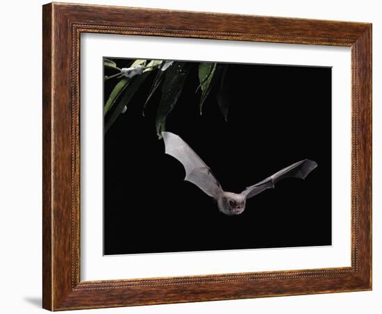 Long Fingered Bat in Flight (Myotis Capaccinii) Europe-null-Framed Photographic Print