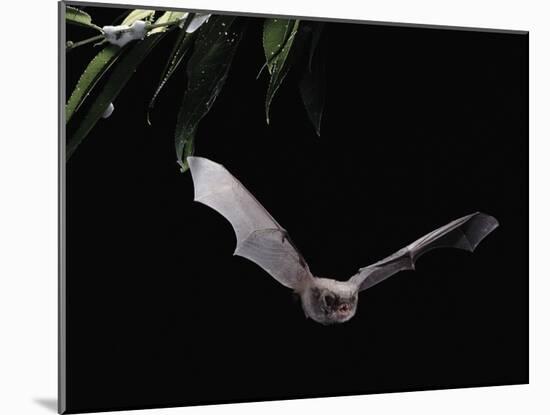 Long Fingered Bat in Flight (Myotis Capaccinii) Europe-null-Mounted Photographic Print