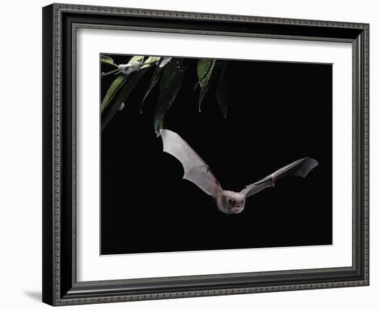 Long Fingered Bat in Flight (Myotis Capaccinii) Europe-null-Framed Photographic Print