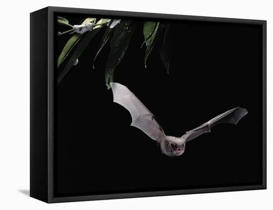 Long Fingered Bat in Flight (Myotis Capaccinii) Europe-null-Framed Premier Image Canvas