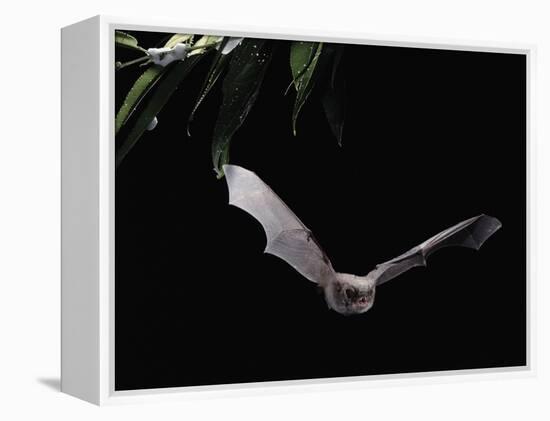 Long Fingered Bat in Flight (Myotis Capaccinii) Europe-null-Framed Premier Image Canvas