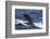 Long-Finned Pilot Whales-DLILLC-Framed Photographic Print