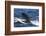 Long-Finned Pilot Whales-DLILLC-Framed Photographic Print