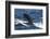 Long-Finned Pilot Whales-DLILLC-Framed Photographic Print