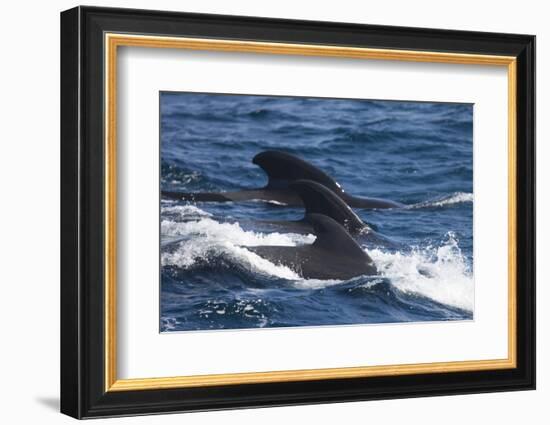 Long-Finned Pilot Whales-DLILLC-Framed Photographic Print