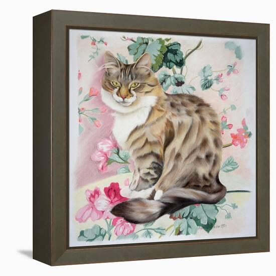 Long Hair Tabby-Anne Robinson-Framed Premier Image Canvas