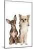 Long-Haired and Short-Haired Chihuahua in Studio-null-Mounted Photographic Print