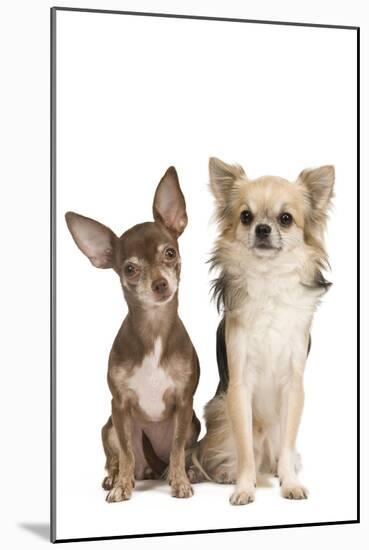 Long-Haired and Short-Haired Chihuahua in Studio-null-Mounted Photographic Print