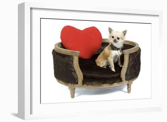 Long-Haired Chihuahua in Studio in Bed-null-Framed Photographic Print