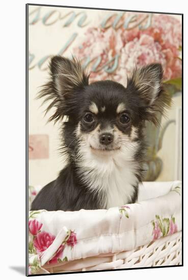 Long Haired Chihuahua Puppy-null-Mounted Photographic Print