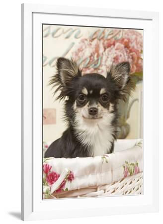 'Long Haired Chihuahua Puppy' Photographic Print