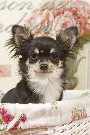 Buy long top haired chihuahua puppy