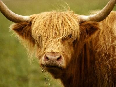 Long Haired Cow Scottish Highlands Photographic Print By Robert