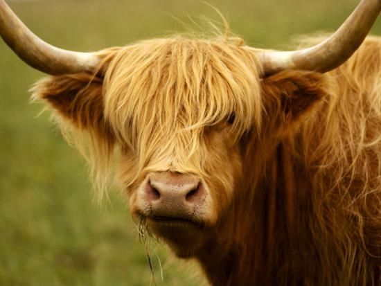 Long Haired Cow Scottish Highlands Photographic Print By Robert