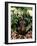 Long Haired Dachshund Among Carnations, USA-Lynn M. Stone-Framed Photographic Print