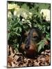 Long Haired Dachshund Among Carnations, USA-Lynn M. Stone-Mounted Photographic Print