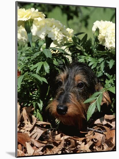 Long Haired Dachshund Among Carnations, USA-Lynn M. Stone-Mounted Photographic Print