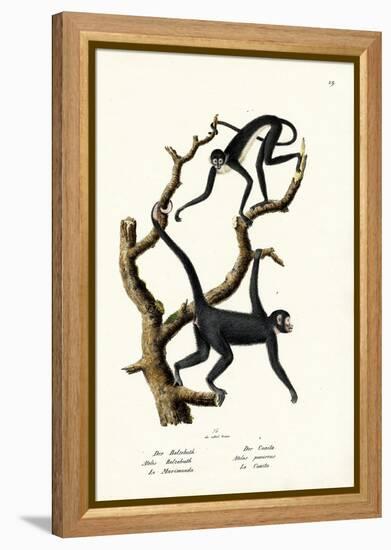 Long-Haired Spider Monkey, 1824-Karl Joseph Brodtmann-Framed Premier Image Canvas