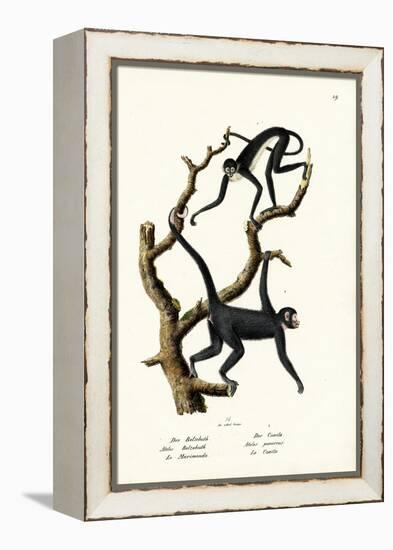 Long-Haired Spider Monkey, 1824-Karl Joseph Brodtmann-Framed Premier Image Canvas