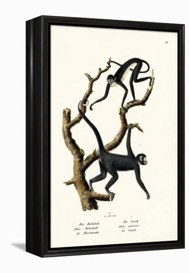 Long-Haired Spider Monkey, 1824-Karl Joseph Brodtmann-Framed Premier Image Canvas