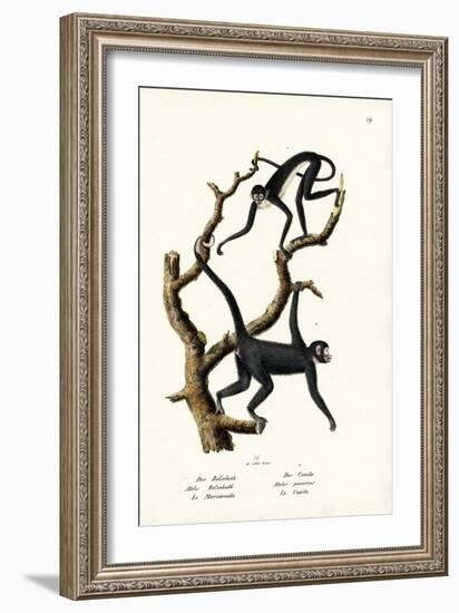 Long-Haired Spider Monkey, 1824-Karl Joseph Brodtmann-Framed Giclee Print