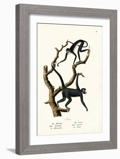 Long-Haired Spider Monkey, 1824-Karl Joseph Brodtmann-Framed Giclee Print