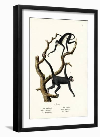 Long-Haired Spider Monkey, 1824-Karl Joseph Brodtmann-Framed Giclee Print