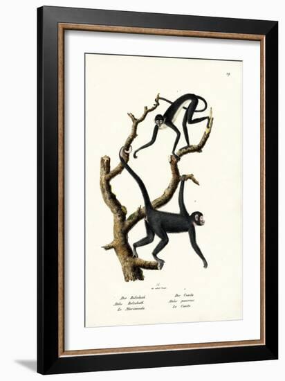 Long-Haired Spider Monkey, 1824-Karl Joseph Brodtmann-Framed Giclee Print