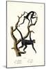 Long-Haired Spider Monkey, 1824-Karl Joseph Brodtmann-Mounted Giclee Print