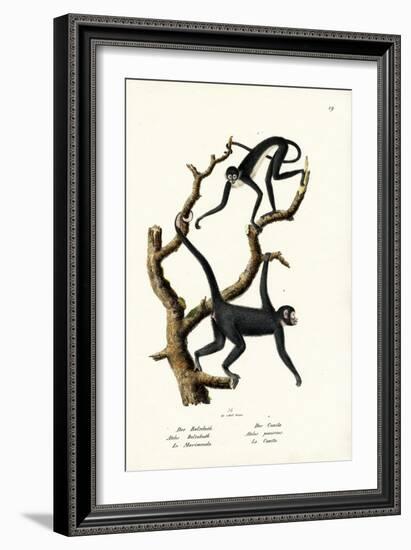 Long-Haired Spider Monkey, 1824-Karl Joseph Brodtmann-Framed Giclee Print